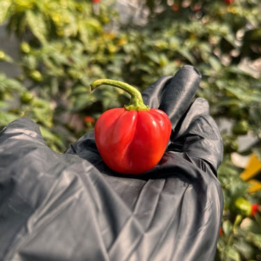 Red Savina Habanero Pepper Seeds